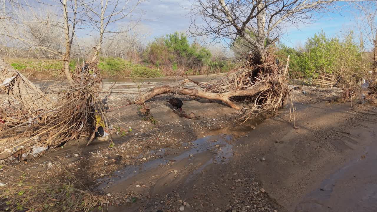 Avvoltoio collorosso nella natura selvaggia che mangia un animale morto vicino a un ruscello.