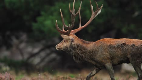 Telephoto-closeup-tracking-red-deer-shaking-antlers-in-forest,-slow-motion