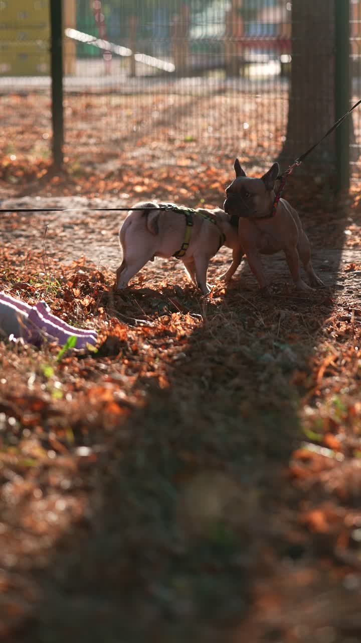 가을 에 공원 에서 두 마리 의 개