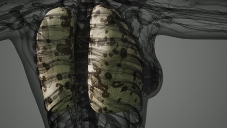 exploración de la anatomía de los pulmones humanos