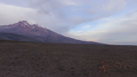 los campos volcánicos de cotopaxi con una manada de alpacas salvajes