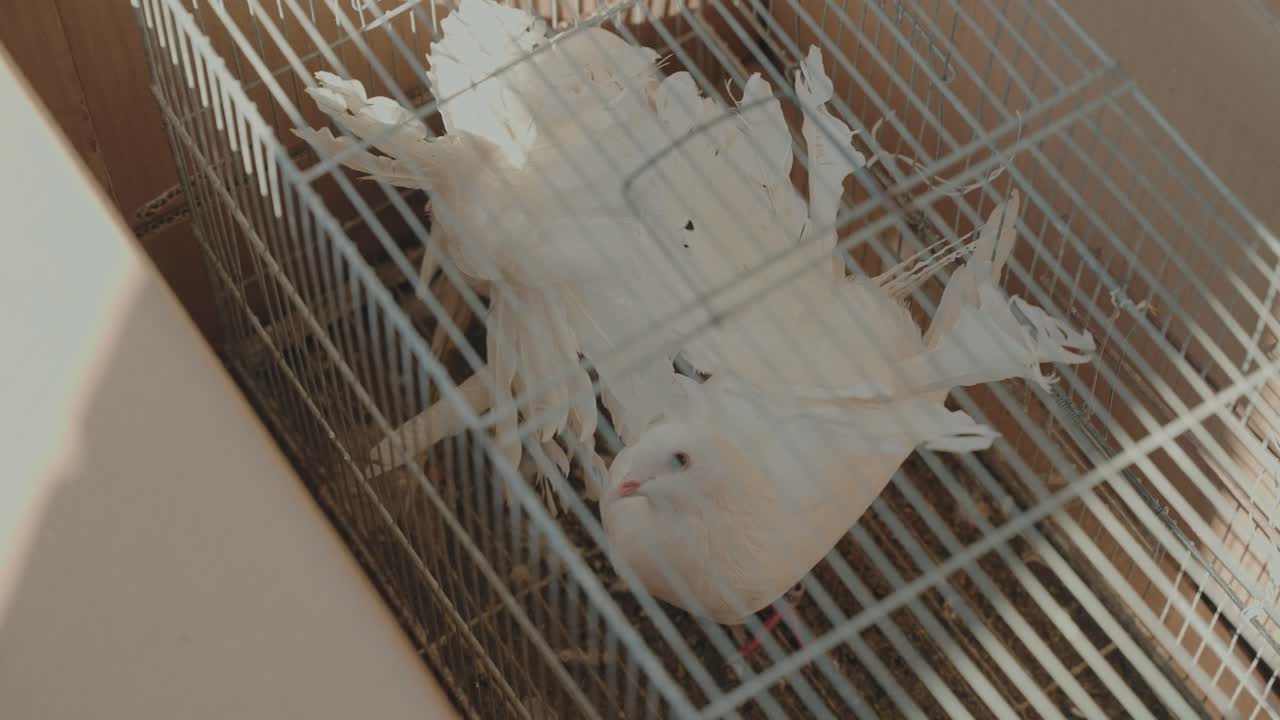 Peaceful white doves enclosed in a metal cage illuminated by gentle sunlight