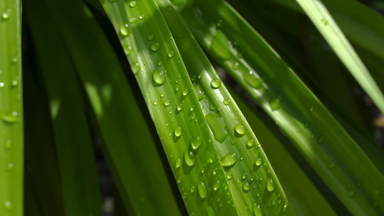 gotas de agua sobre hojas verdes después de la lluvia