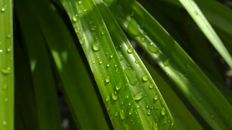 water droplets on a green leaves after rain