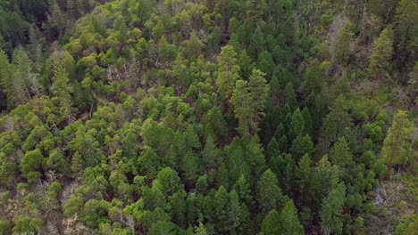 Three-green-trees-stand-together-taller-than-the-rest-of-the-forest-canopy-in-nature-on-a-steep-hillside-in-the-pacific-northwest-shot-in-a-circle-from-a-high-angle-view-aerial-view-drone-shot