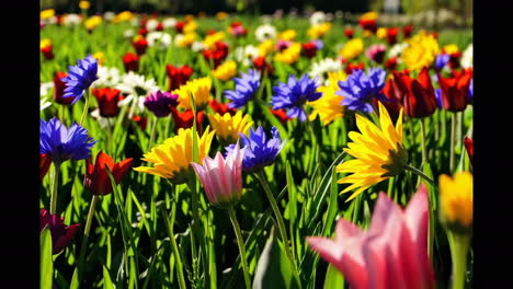 colorful spring flowers in a meadow
