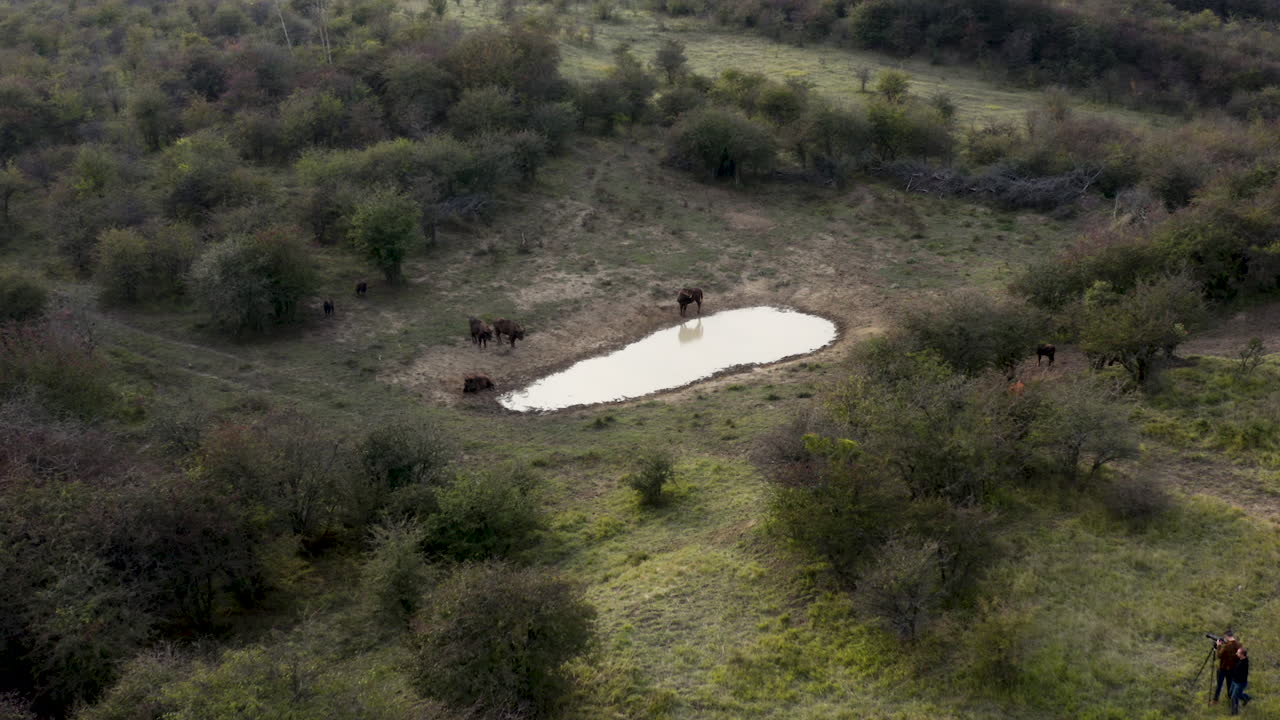 유럽 비손 무리를 촬영하는 다큐멘터리 제작자, 물 구, 체키아