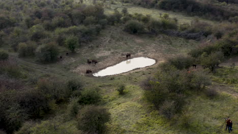 documentarists shooting a european bison herd,watering hole,czechia