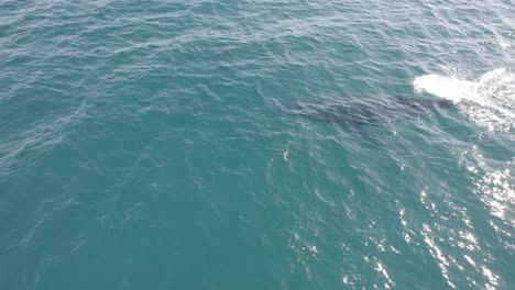 Closeup-Of-Humpback-Whale-Blowing-Water-When-It-Exhales-In-The-Surface