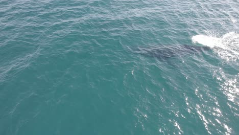 primer plano de la ballena jorobada soplando agua cuando exhala en la superficie