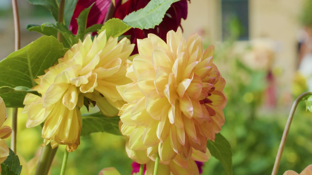 Close-up of yellow and red dahlias moving gently outdoors, soft daylight, shallow depth of field