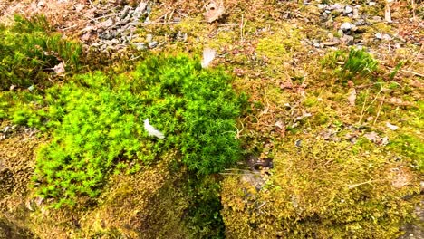 moss thriving on rocks in natural setting