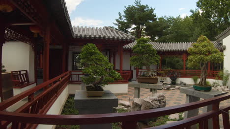 bonsai trees in a japanese garden