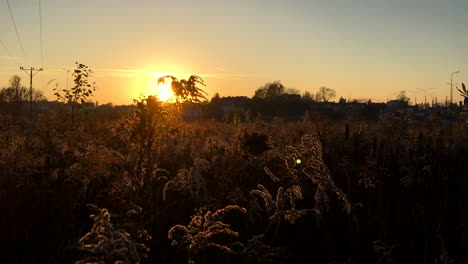 puesta de sol en arbustos de vara de oro
