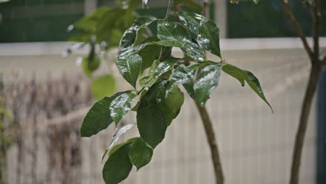 Raindrops-fall-on-the-street,-leaves,-trees,-forest