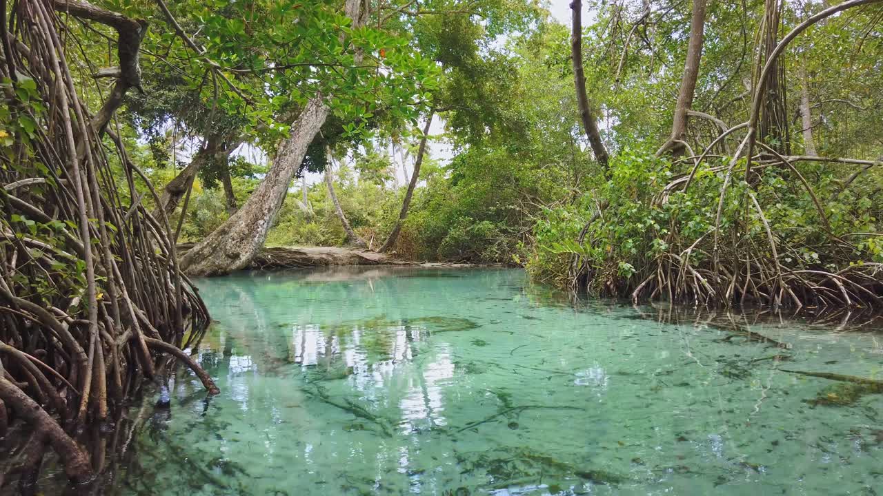Shallow and clean waters of Ca&ntilde;o Frio river in mangrove forest, Samana in Dominican Republic