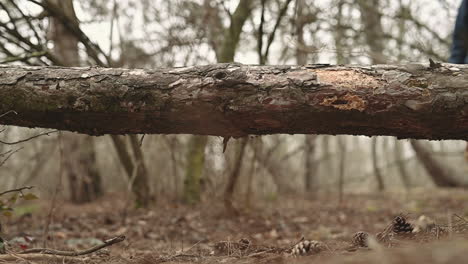 a small dog pass over a fallen tree in a forest