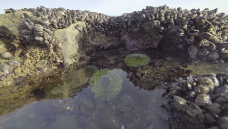 Seesterne,-Anemonen-Und-Muscheln-Im-Gezeitenbecken,-Weitwinkel