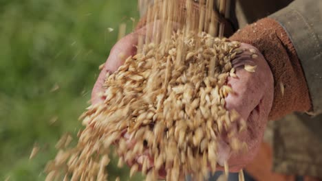 el agricultor inspecciona su cosecha con las manos sosteniendo semillas maduras de trigo.