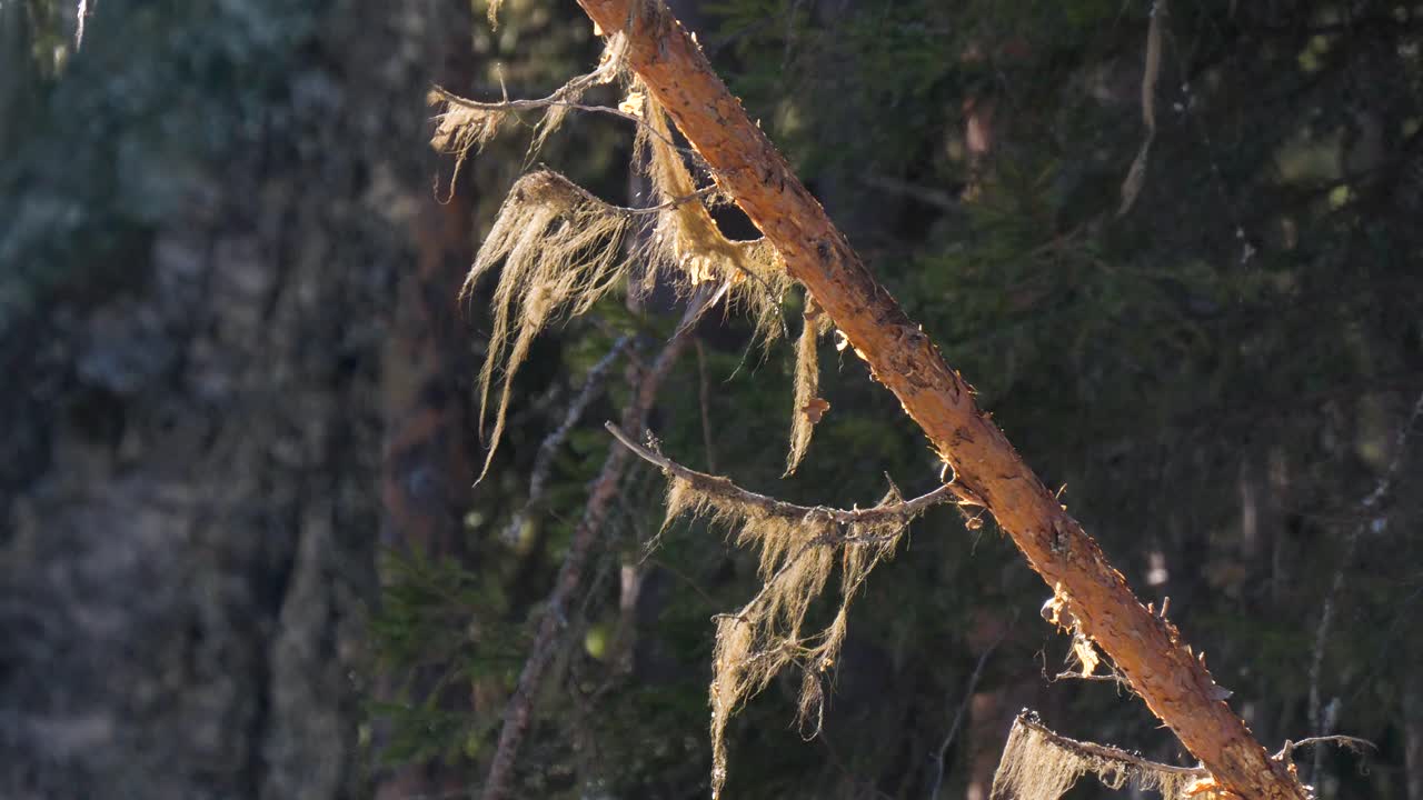 back lit pine tree in swedish forest. gentle wind blowing lichen.