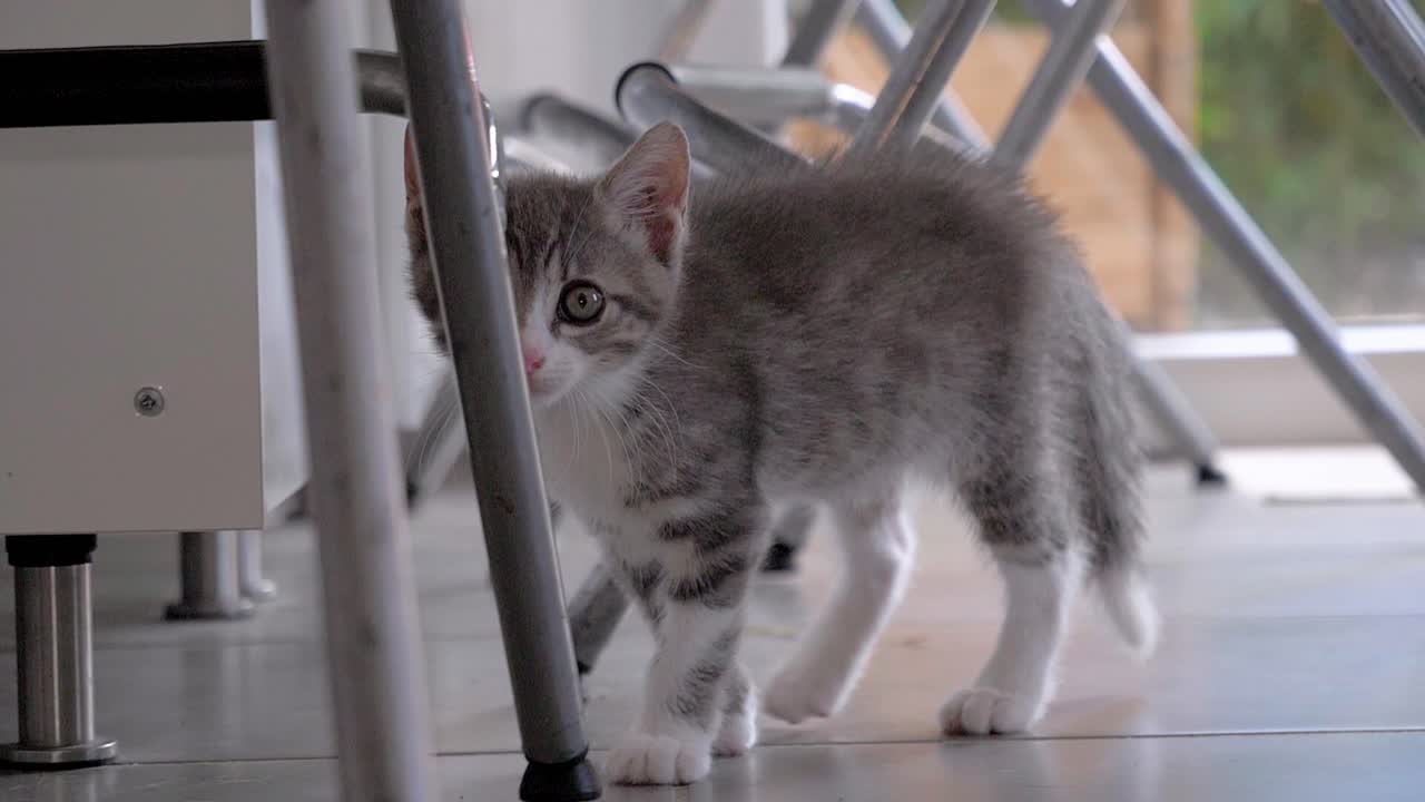 매력적인 고양이 산책: 회색과  ⁇ 색 새끼 고양이의 느린 움직임 탐험