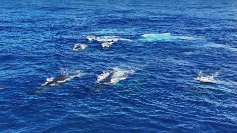 Drohnenaufnahme-Einer-Herde-Buckelwale,-Die-Auf-Der-Oberfläche-Des-Blauen-Ozeanwassers-Schwimmen,-60 fps