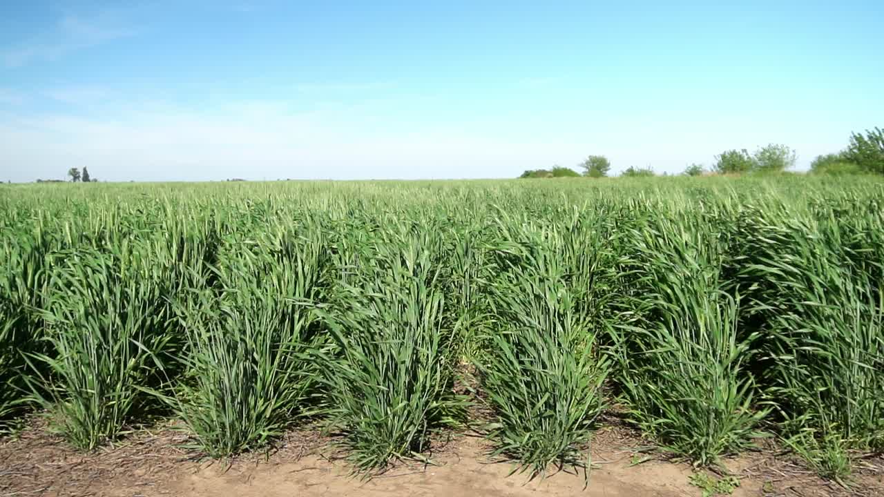 Green wheat in slow-motion under the blue sky