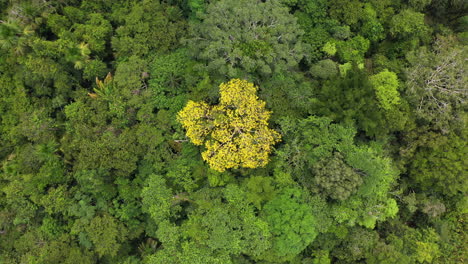 tiro de drones en aumento de árboles en la selva amazónica en perú