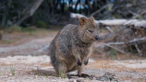 native australian animal, a quokka on rottnest island, australia