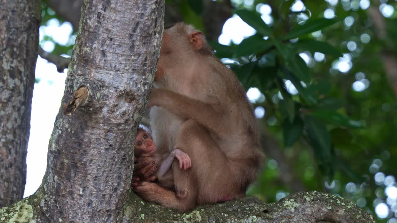 una madre macaco de cola de cerdo del sur acuna a su bebé en una rama de árbol, creando un tierno momento de cuidado y protección materna en la naturaleza, toma de cerca