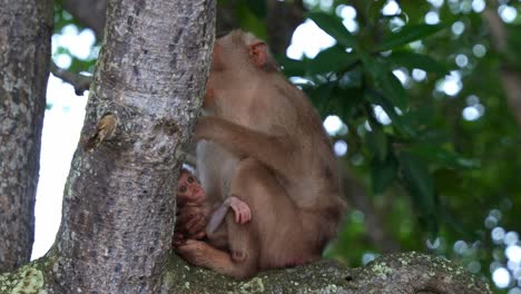 una madre macaco de cola de cerdo del sur acuna a su bebé en una rama de árbol, creando un tierno momento de cuidado y protección materna en la naturaleza, toma de cerca