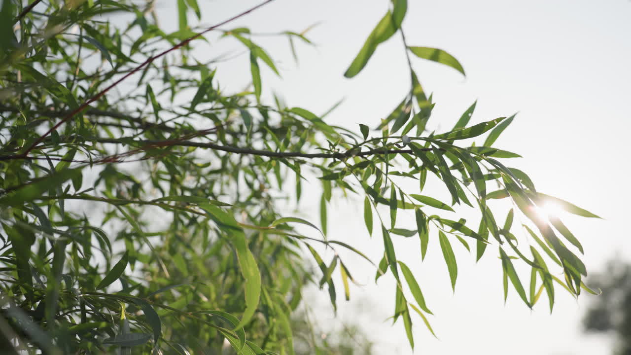 sunlight filtering through swaying tree branch in gentle wind breeze, leaves moving softly against bright sky, peaceful natural scene with shimmering light and subtle motion