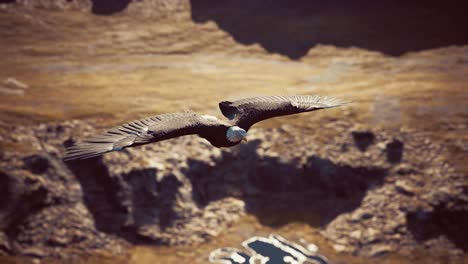 slow-motion-american-bald-eagle-in-flight-over-alaskan-mountains