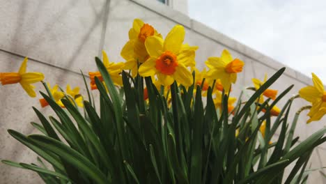 Eine-Gruppe-Gelber-Narzissen-In-Einem-Frühlingsgarten,-Die-Im-Wind-Wehen