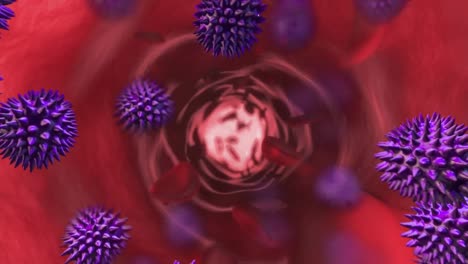 animation of bacteria in free falling face to blood cell