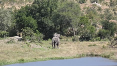 pair of african savanna elephants walking towards watering hole in south africa