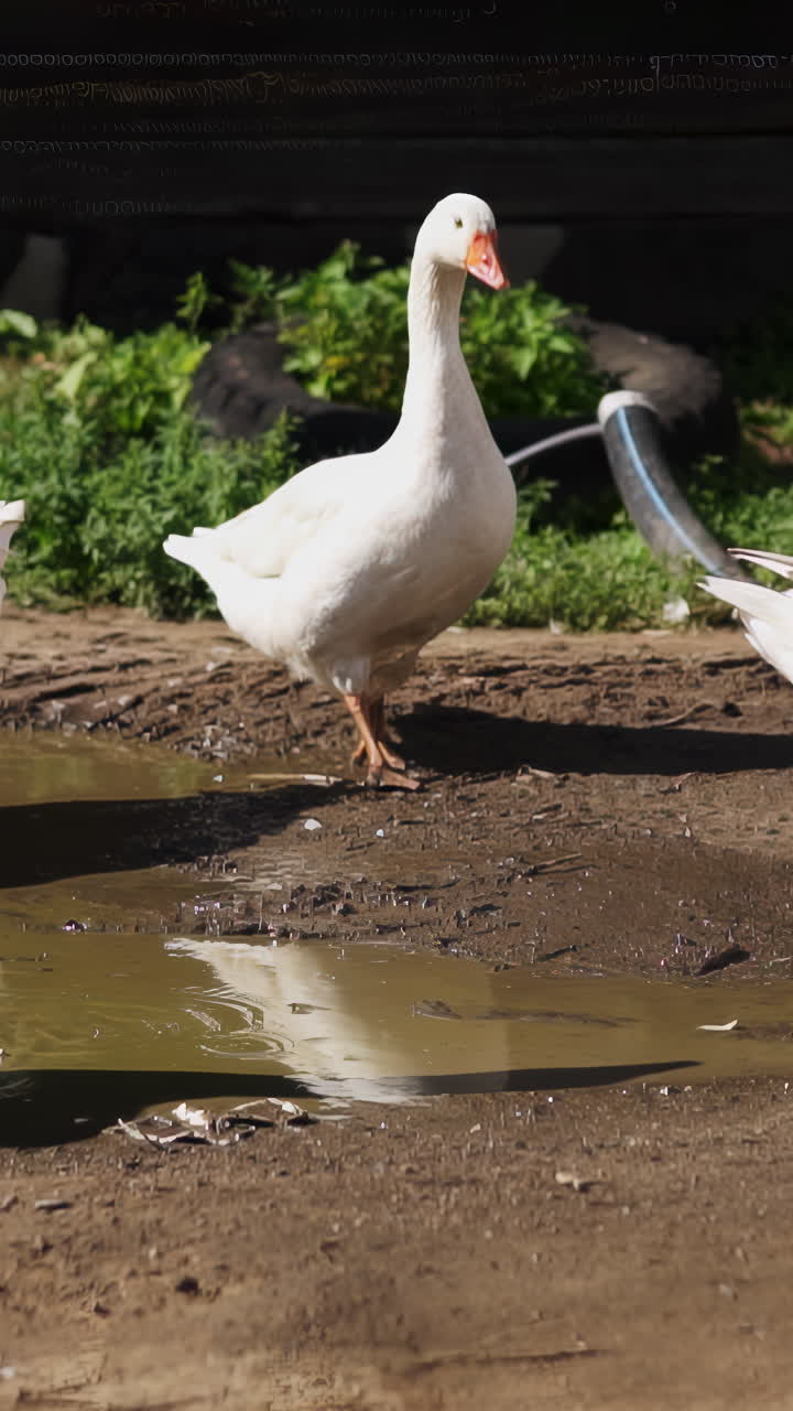 ganso blanco cerca de un charco