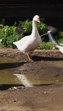 white goose near a puddle