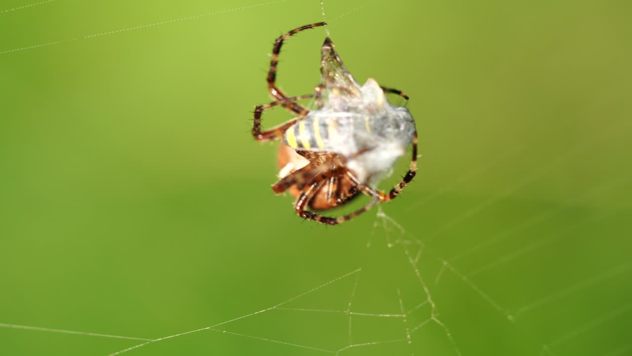 큰 십자가 거미가 거미줄에서 말벌을 잡아서 지금 회전시키고 있습니다.