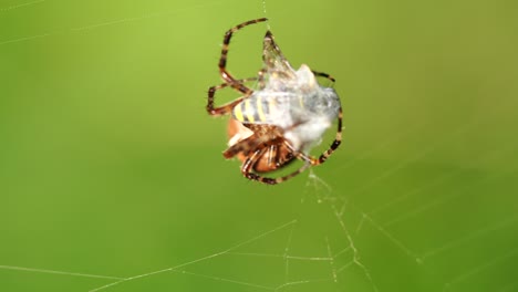 a big cross spider has caught a wasp as prey in its spider web and is now spinning it in