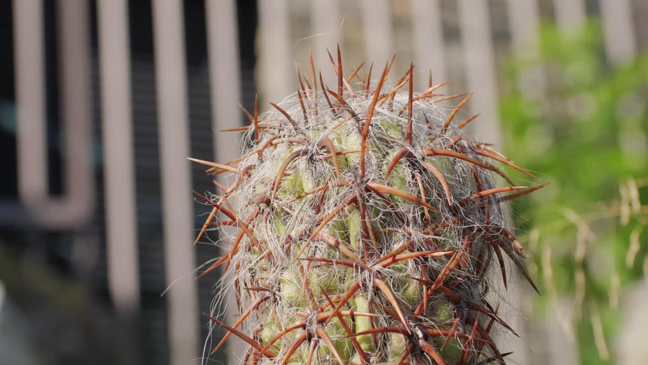 Close-up of a Spiky Cactus