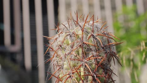 close-up of a spiky cactus