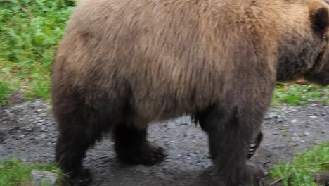 vue rapprochée d'un ours brun qui marche, en alaska