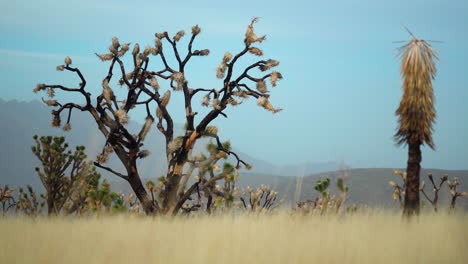 joshua tree national park, mojave national preserve park, california, usa