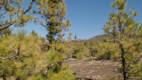 green pine tree forest and shrubs in spring, volcanic landscape with pico del teide in teide nation park on tenerife, canary islands