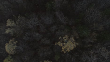 top down aerial of dark eerie forest in poland during autumn