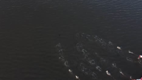 Beautiful-pink-flamingos-taking-flight-from-the-lake-in-Vendicari,-Sicily---slow-motion