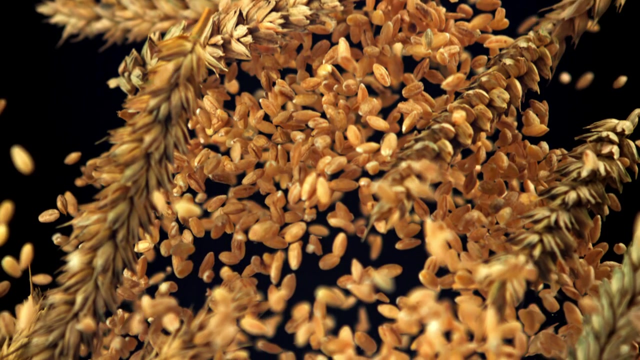 Chicchi e spighe di grano che cadono al rallentatore su sfondo nero.