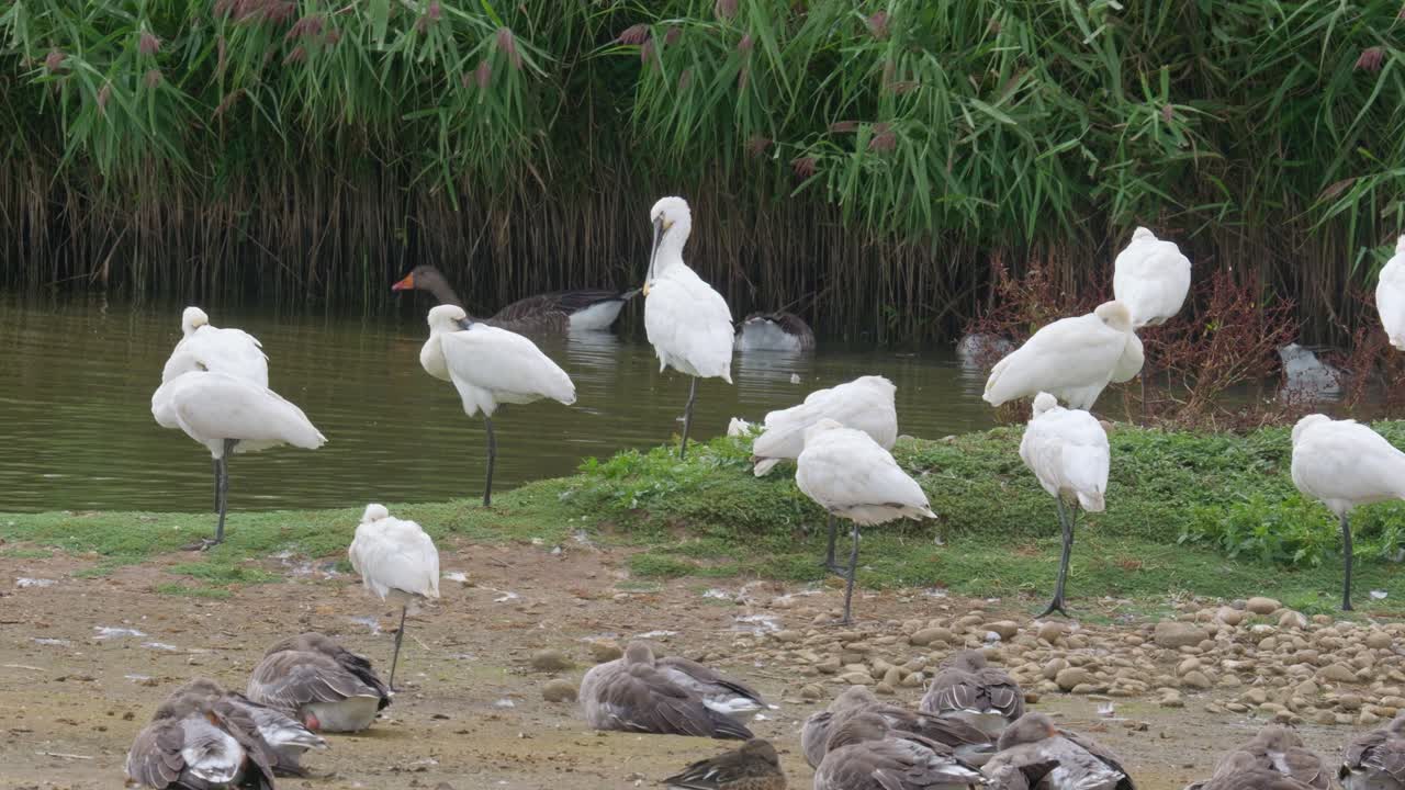 거위 들 이 둘러싸인 소금물 습지의 가장자리 에 앉아 있는 스 ⁇ 빌 들 의 집단