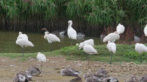 a group of spoonbills sitting on the edge of a saltwater marsh surrounded by geese